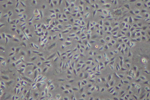 laboratorytesting.net