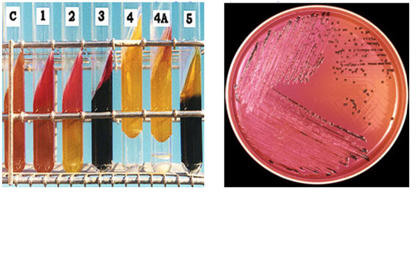 laboratorytesting.net